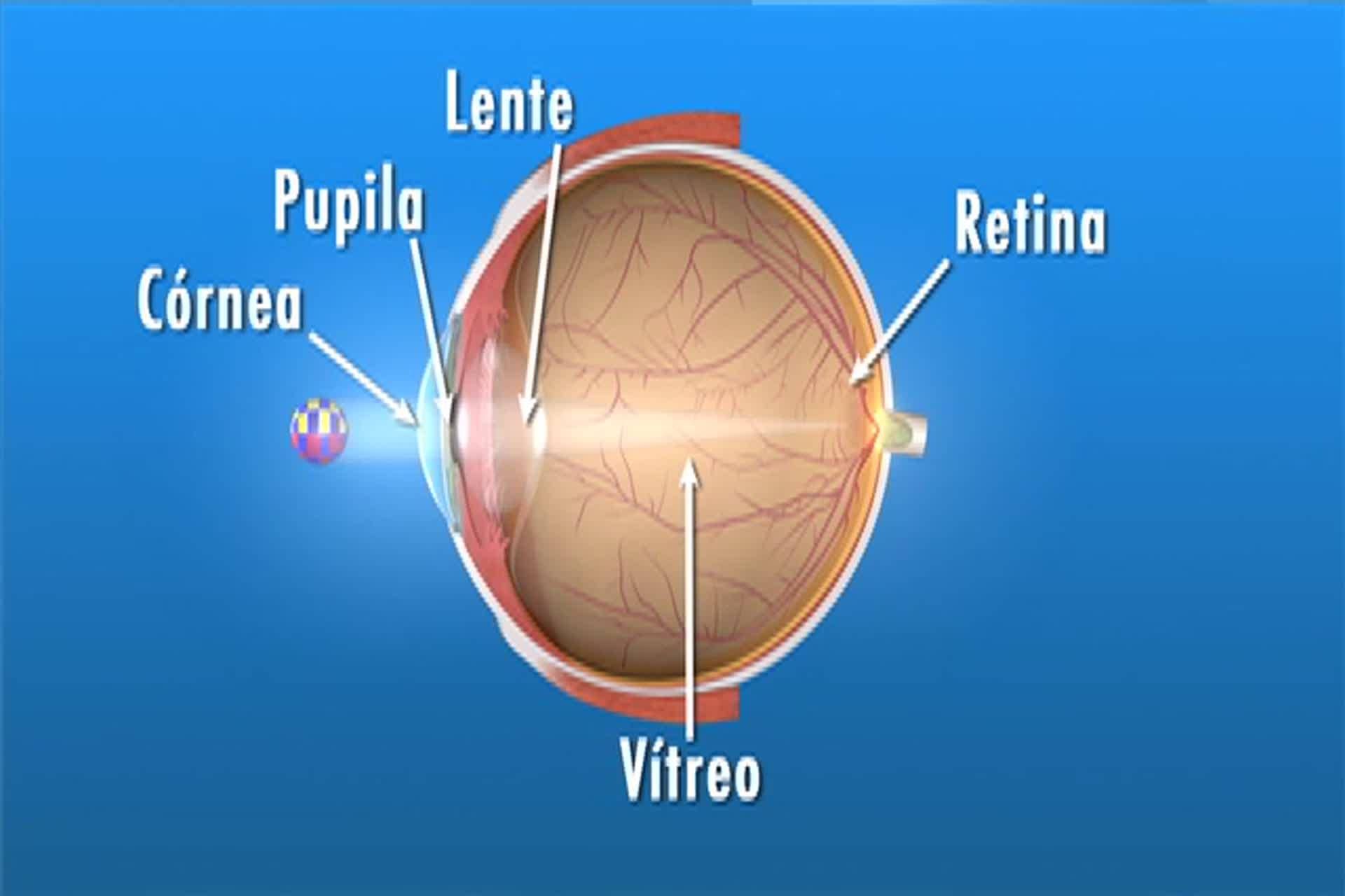 Retina - ¿Qué son los flotadores y centelleos?